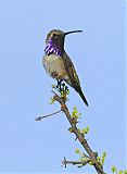 Lucifer Hummingbird